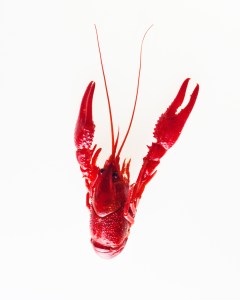 Langosta